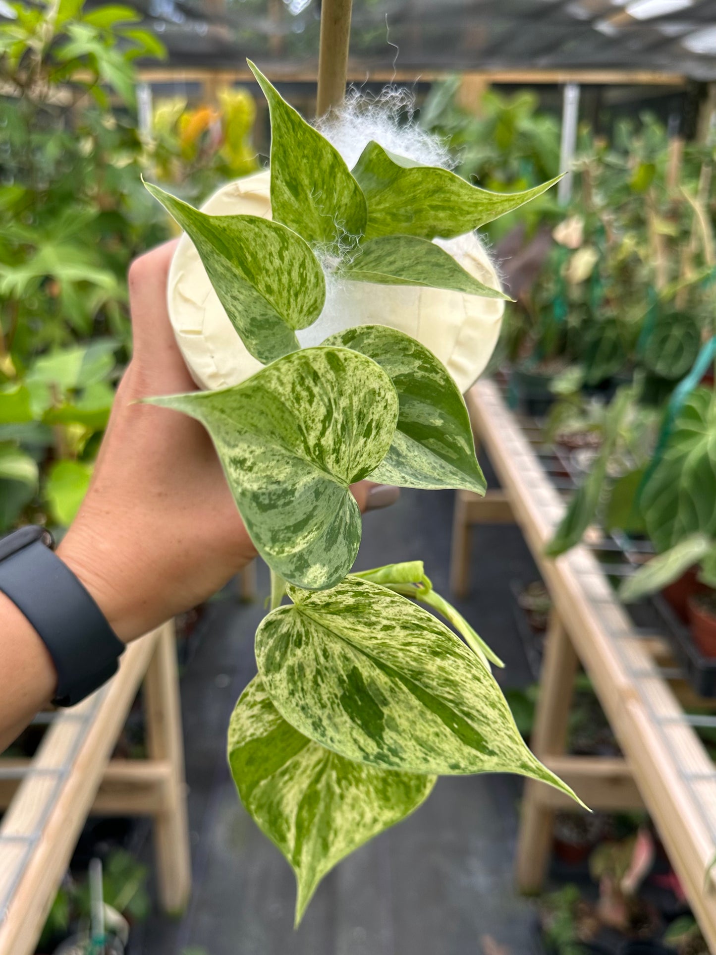 Philodendron Hederaceum Variegated (variegated Heart Leaf) 4"