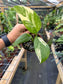 Monstera Lechleriana Variegated