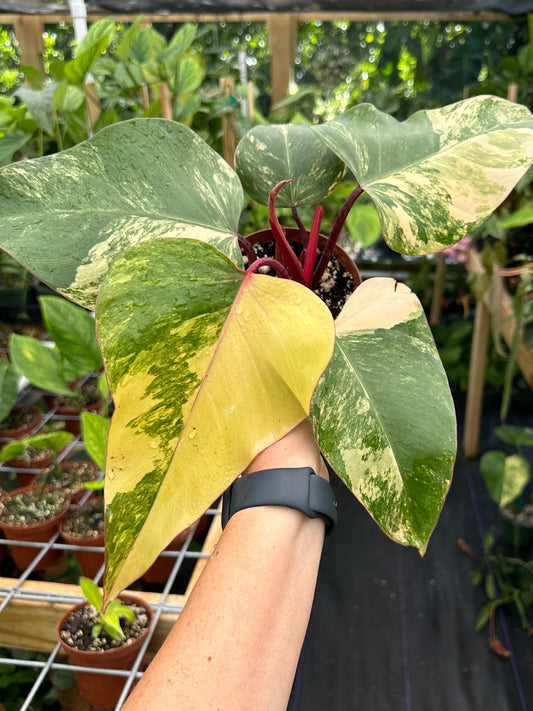 Philodendron Strawberry Shake Variegated High Color