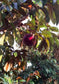Caimito (Purple Star Apple, Milk Fruit) 3-4 lbs Fresh Fruit