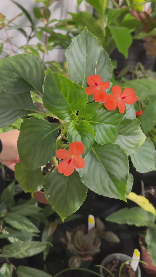 Impatiens cinnabarina, Rare African Species