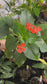 Impatiens cinnabarina, Rare African Species