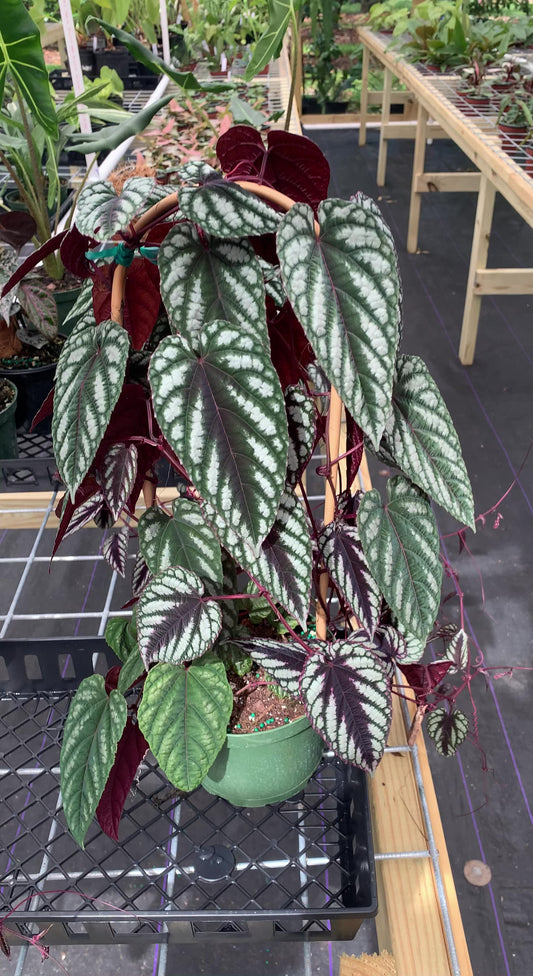 Cissus Discolor "Rex Begonia Vine" 6" with Trellis