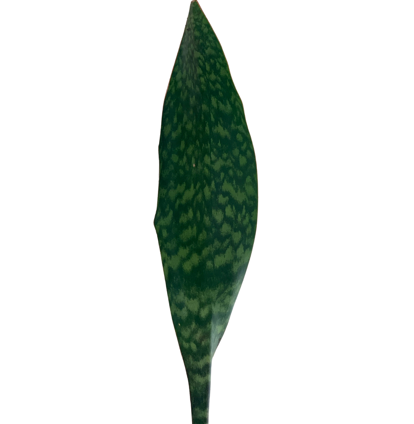 Sansevieria Masoniana, Whale Fin Snake Plant XL 24" +