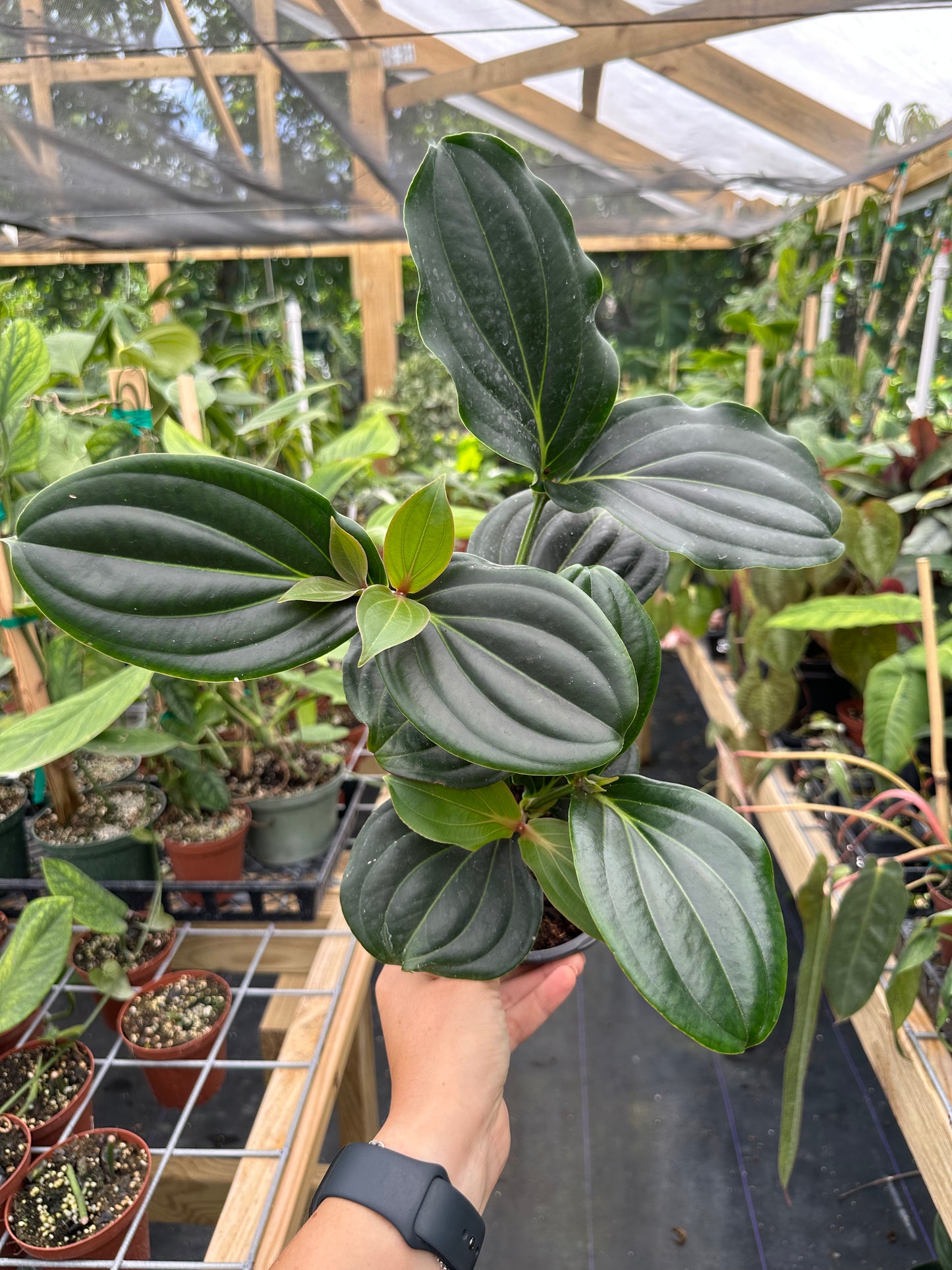 Medinilla Magnifica Royal Twist (Famous Chandelier Flowers)