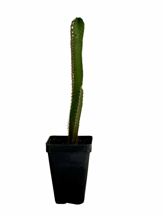 Cereus Peruvianus, Peruvian Apple Cactus 2.5”
