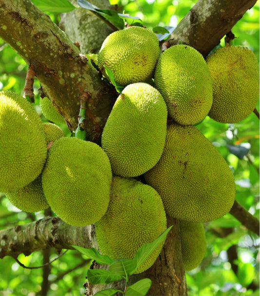 Jackfruit 3-5 lbs