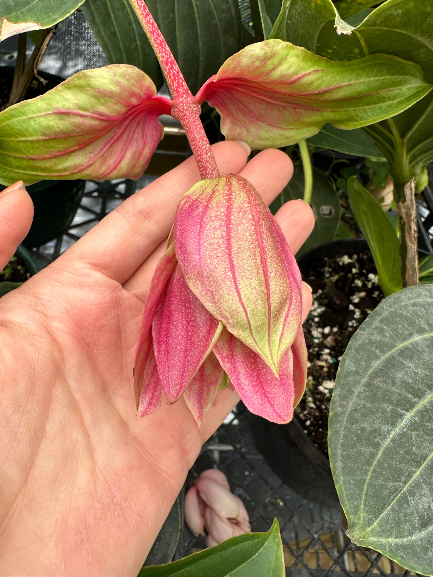 Medinilla Magnifica Royal Twist (Famous Chandelier Flowers)