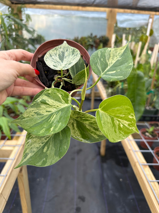 Philodendron Hederaceum Variegated (variegated Heart Leaf) 4"