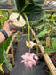 Medinilla Magnifica Royal Glow (Famous Chandelier Flowers)