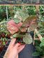 Syngonium Podophyllum "Strawberry Ice" variegated