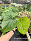 Philodendron sp. Columbia