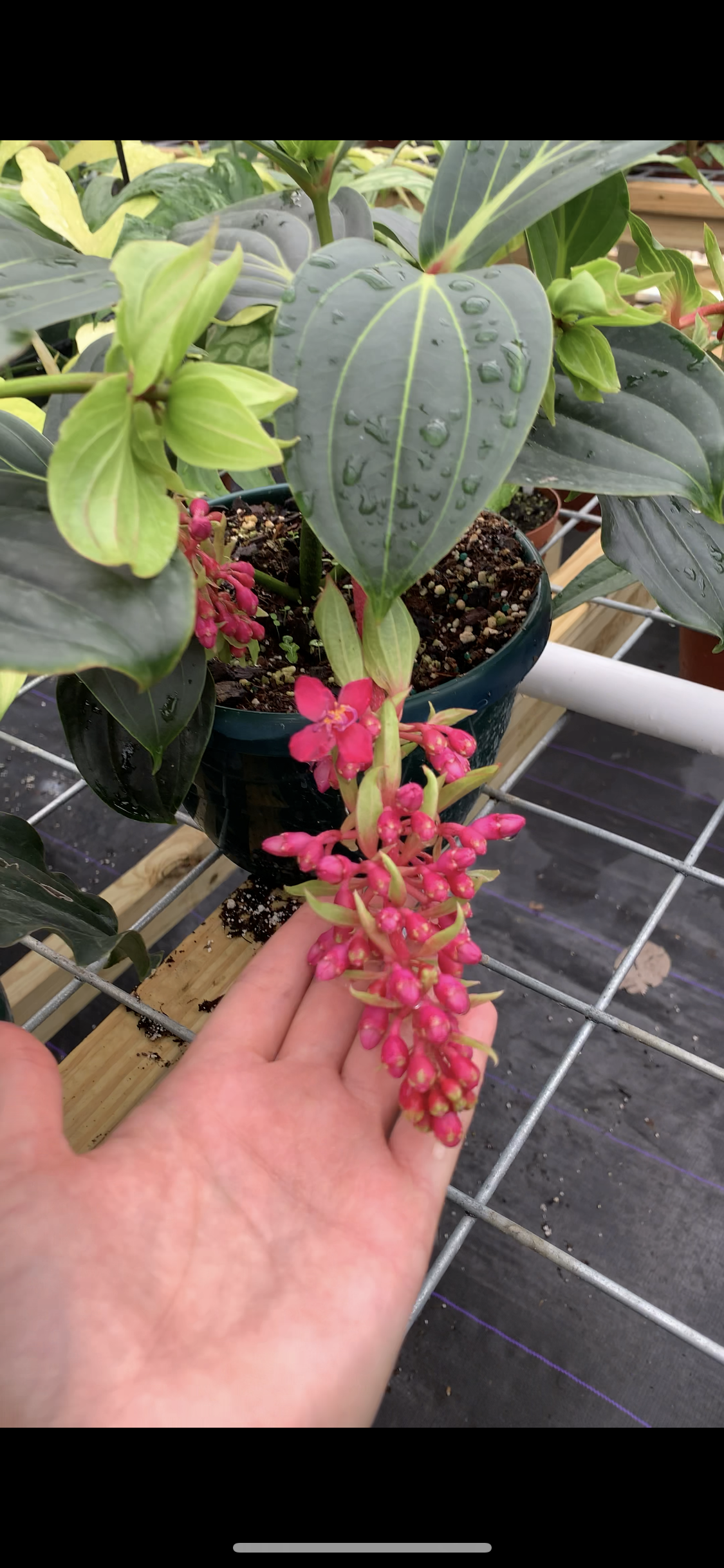 Rare Large Medinilla Magnifica (Famous Chandelier Flowers) 8"