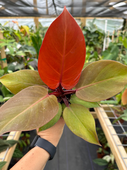 Philodendron Red Sun / Sunlight Hybrid 4”