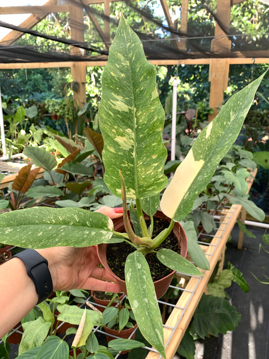 Philodendron Ring of Fire Variegated