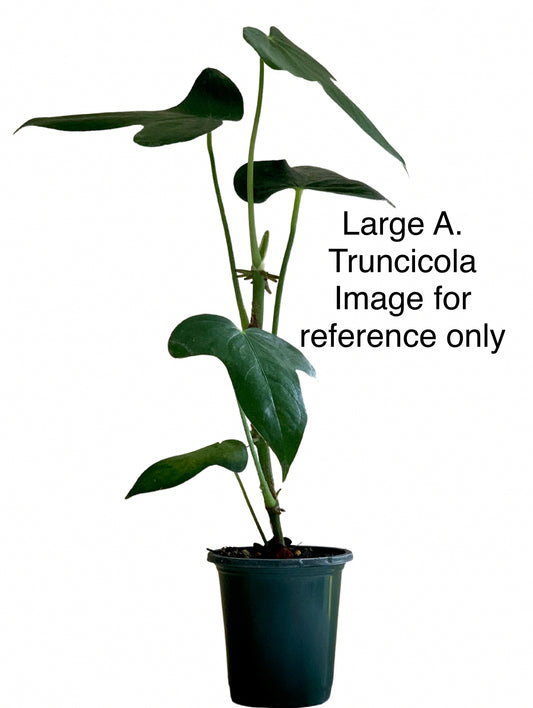 Anthurium Truncicola 4"