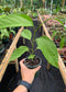 Passiflora Edulis, Purple Passion Fruit Vine