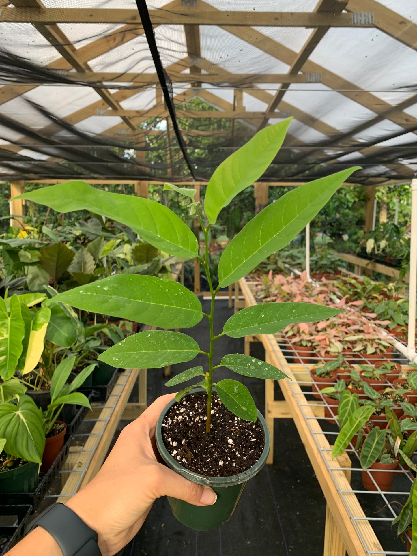 Annona Muricata, Soursop, Guanabana Seedling
