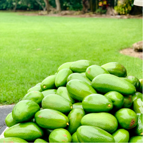 Florida Avocado 3-5 lbs