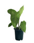 Philodendron Paraiso Verde,  4”