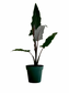 Alocasia Lauterbachiana, Purple Sword Plant