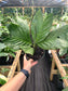 Chamaedorea Metallica, Metallica Palm