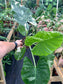 Alocasia Macrorrhiza Variegated 4" XL