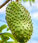 Guanabana, Soursop 4-5 lbs