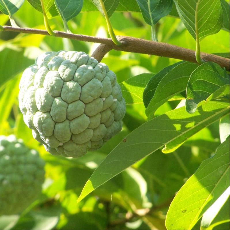 Sugar Apple 3-5 lbs