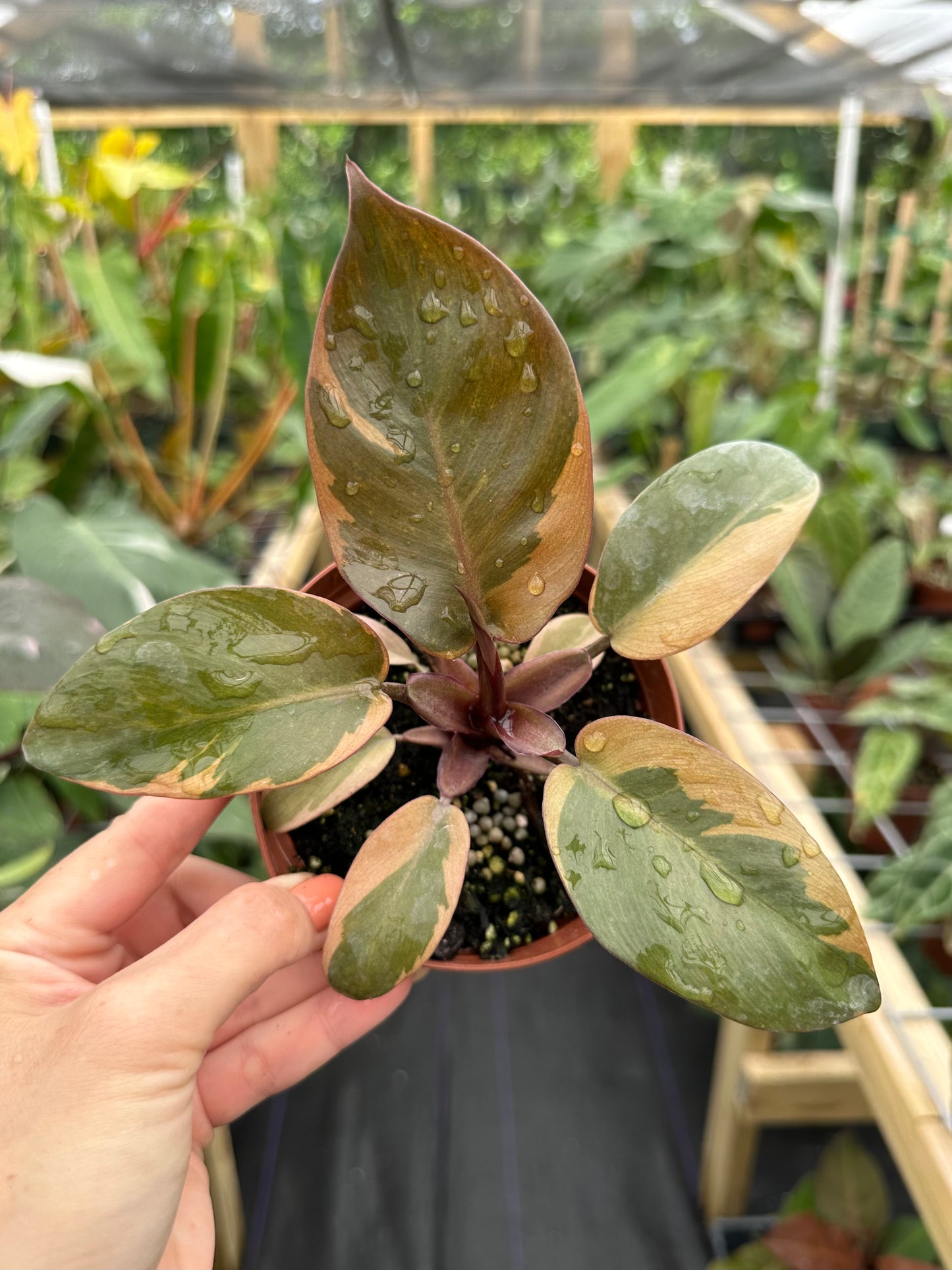 Philodendron Black Cardinal Variegated 4”