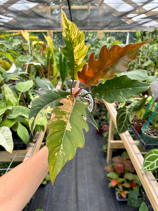 Philodendron Caramel Marble High Variegation