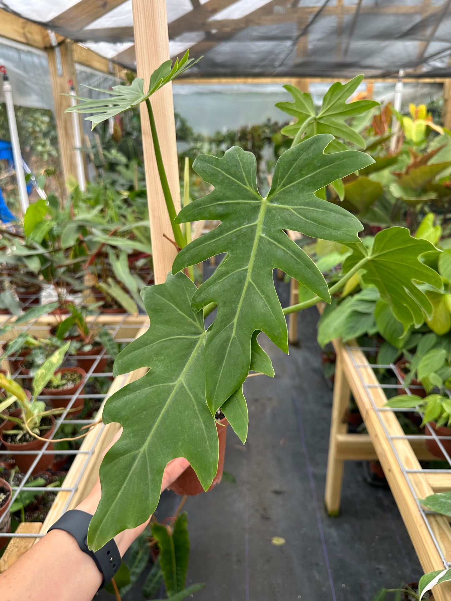 Philodendron Radiatum 4" XL