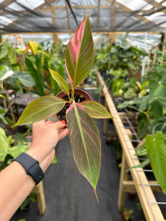 Rare Musa Nono / Pink Variegated Banana