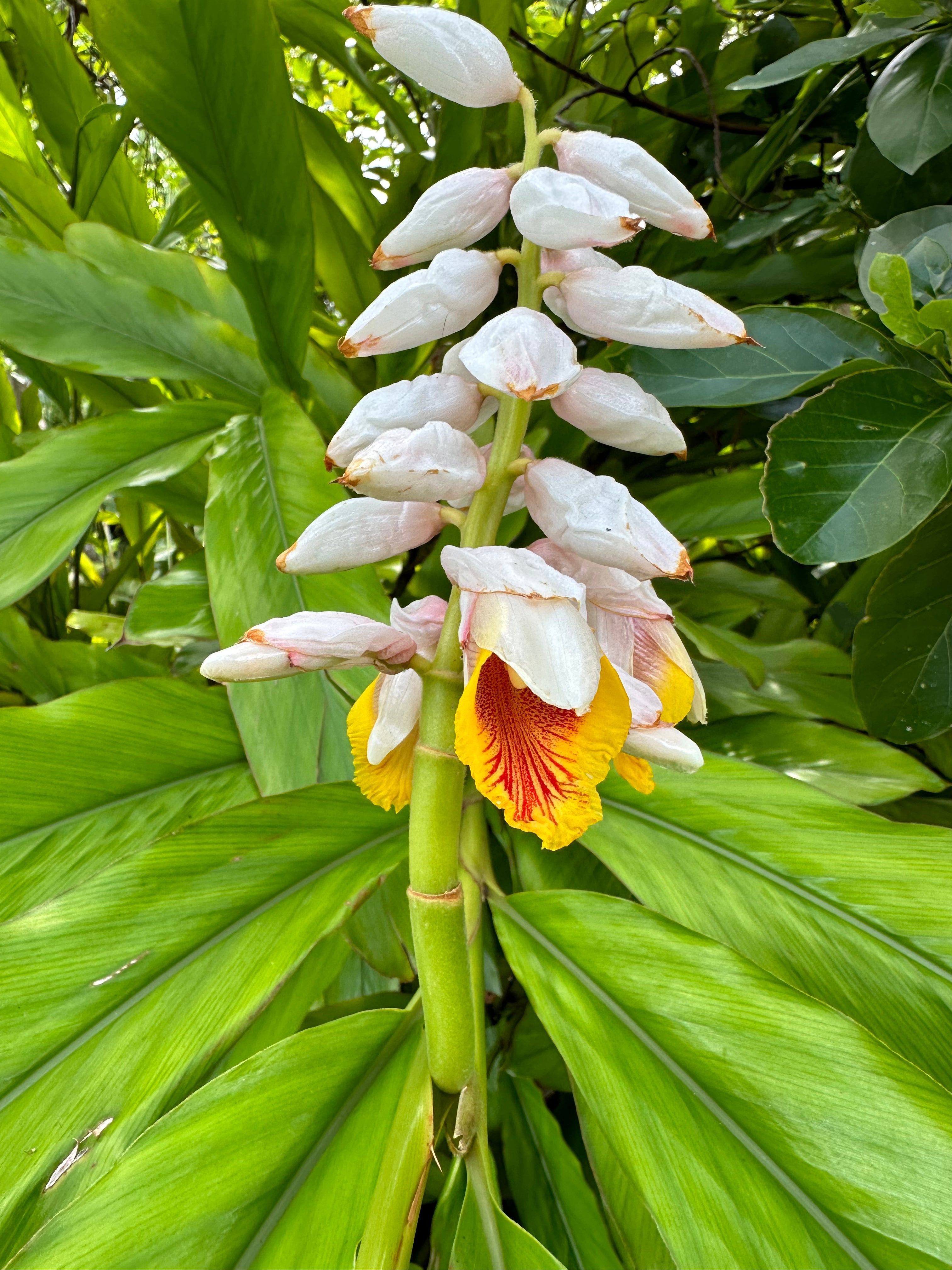 Alpinia nutans, False Cardamom – Top Notch Tropical