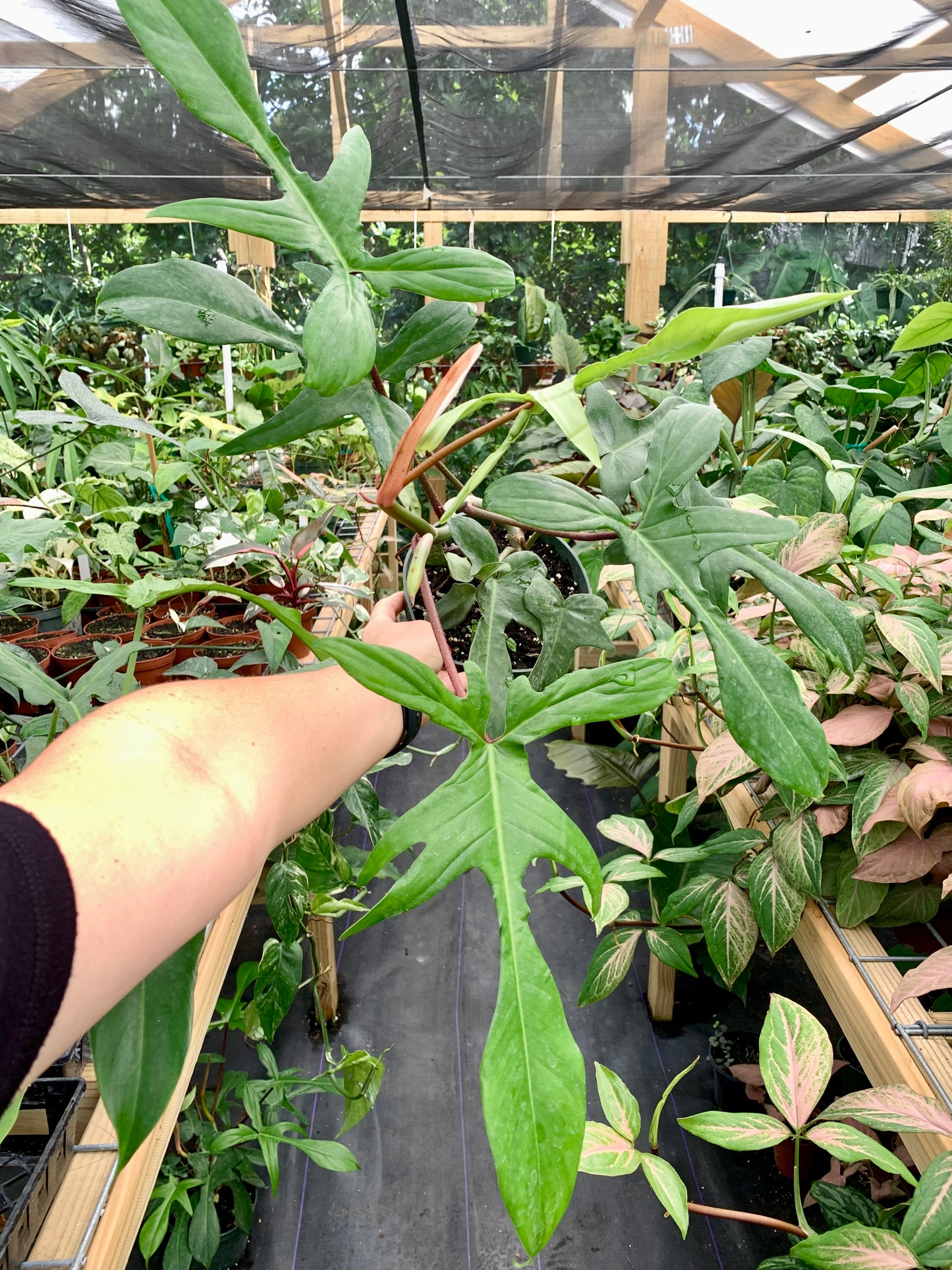 Philodendron Florida XL