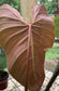 Philodendron Lynamii 6” XL