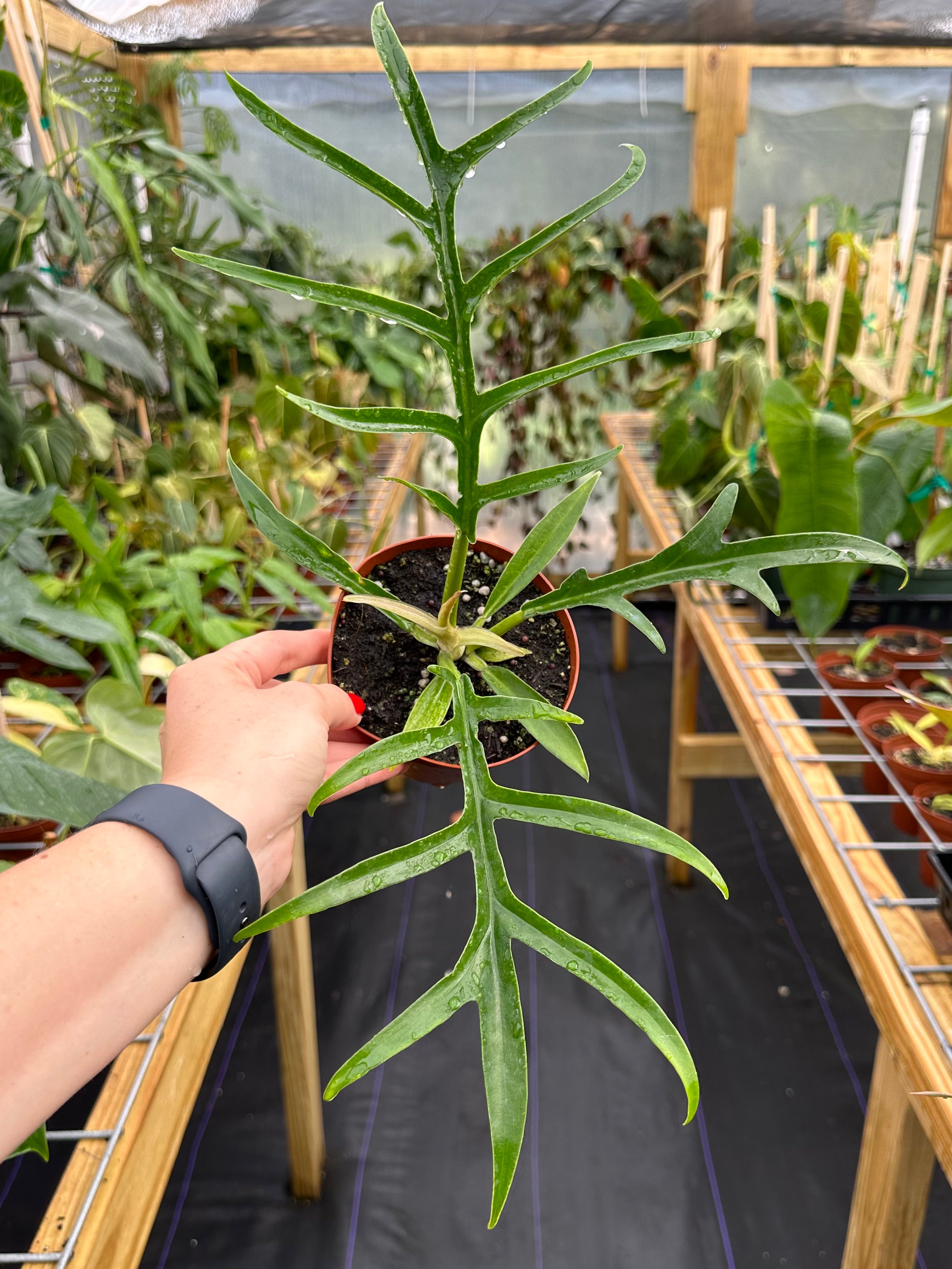 Philodendron Tortum – Top Notch Tropical