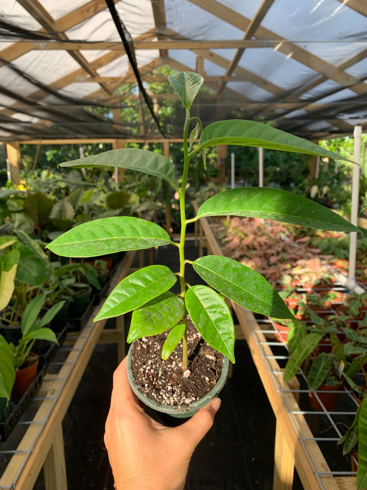 Pouteria Campechiana, Canistel, Egg Fruit Seedling 4”