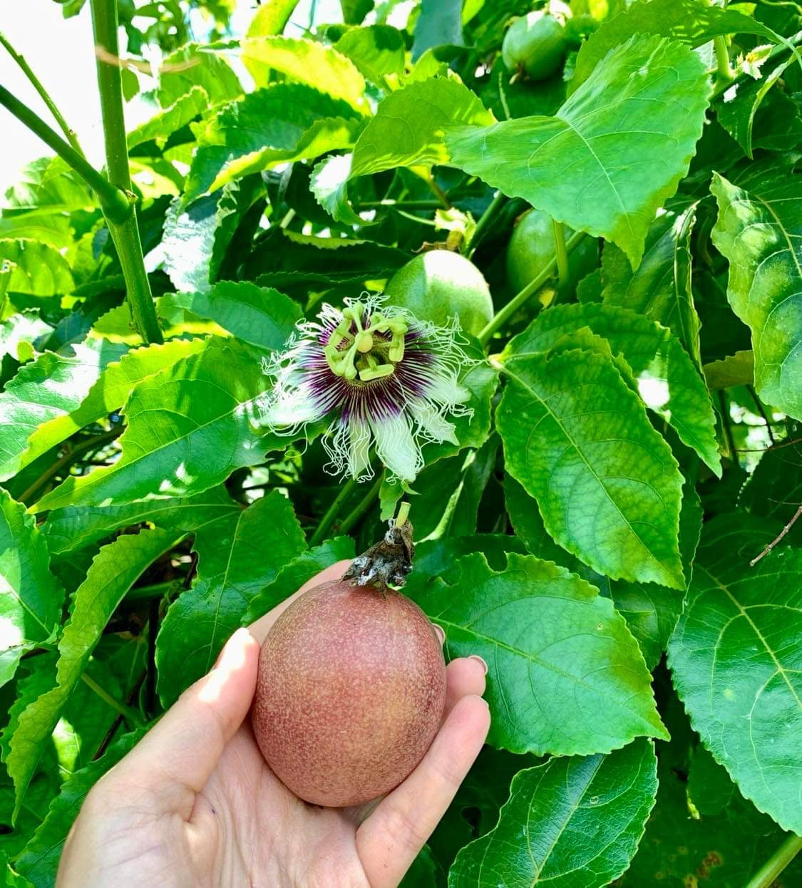 Passiflora Edulis, Purple Passion Fruit Vine