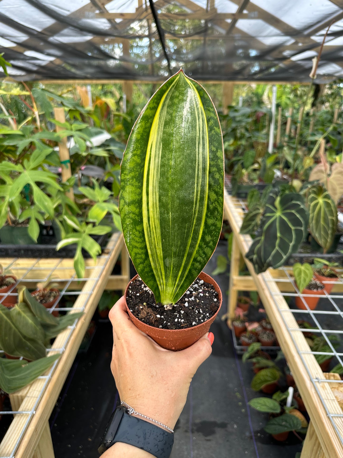 Variegated Sansevieria Masoniana, Variegated Whale Fin Snake Plant