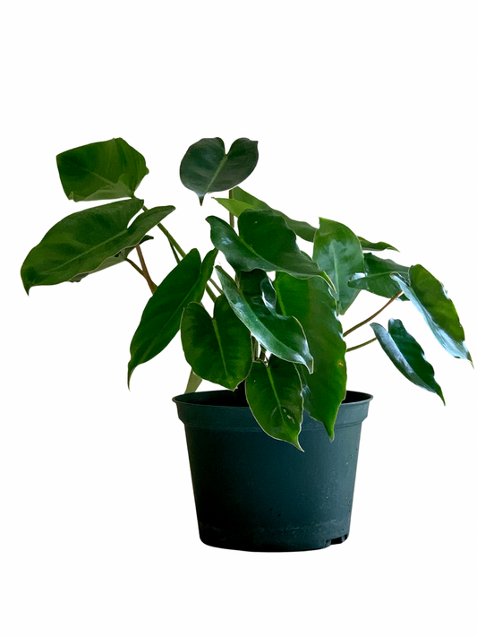 Philodendron Burle Marx 6”