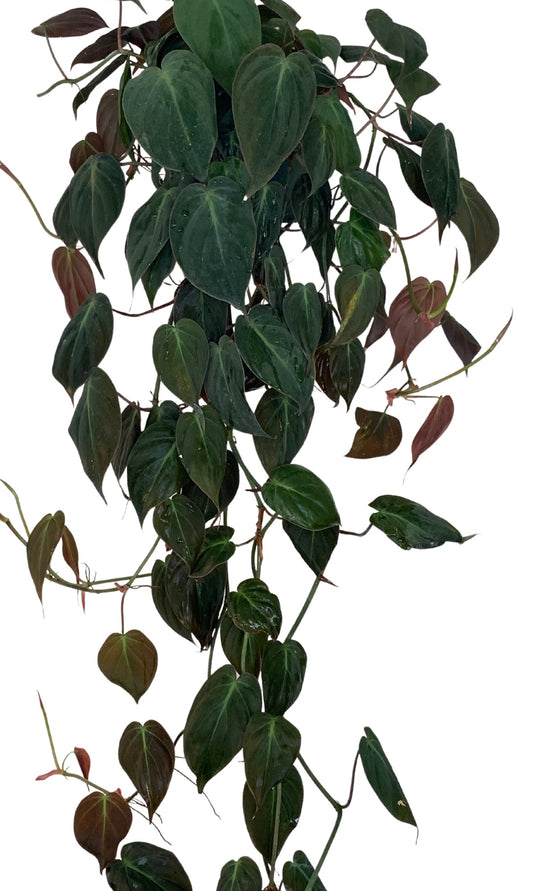 Philodendron Hederaceum 'Micans' 6”